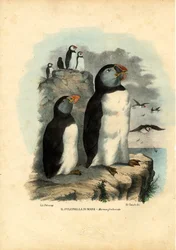 Atlantik-Puffin